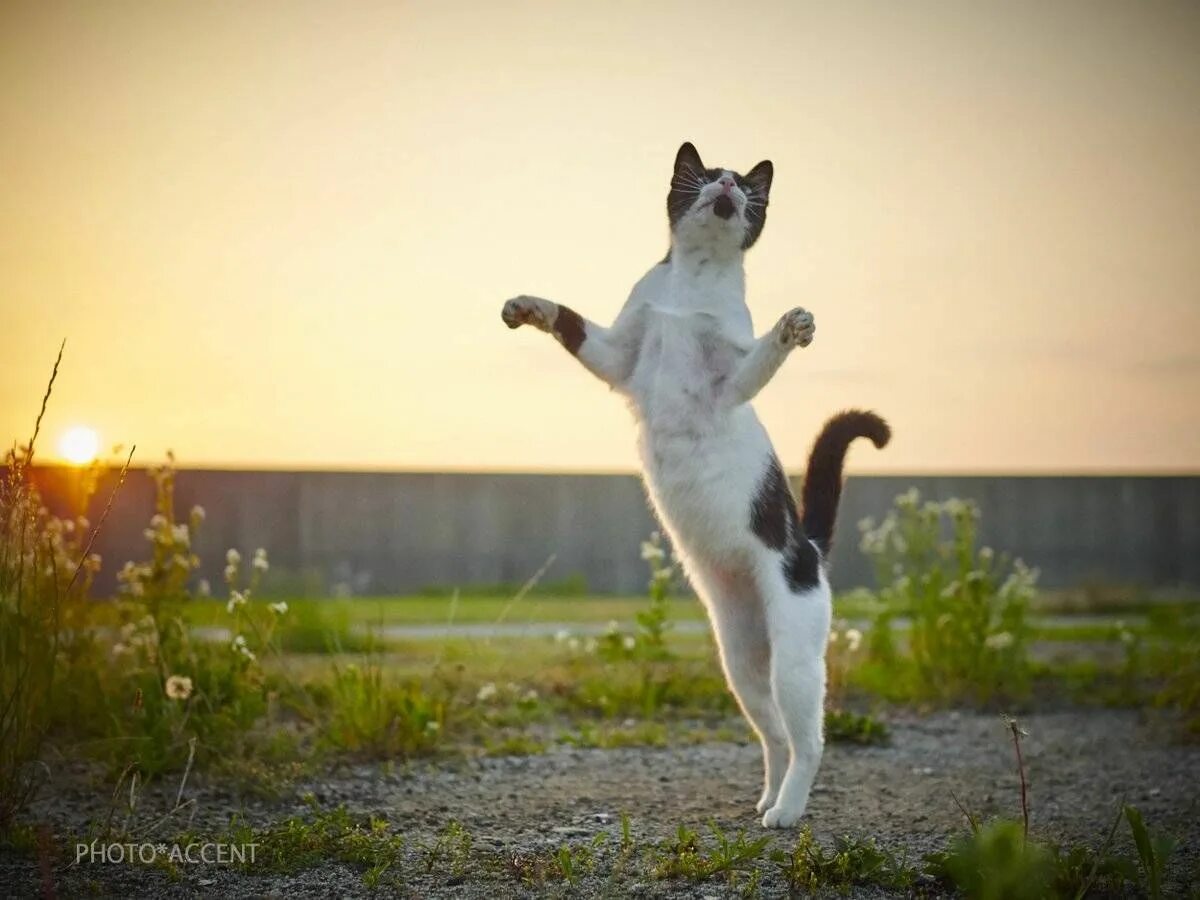 Где котики танцуют. Танцующий кот. Кошка в прыжке. Кот радуется. Кот танцует.