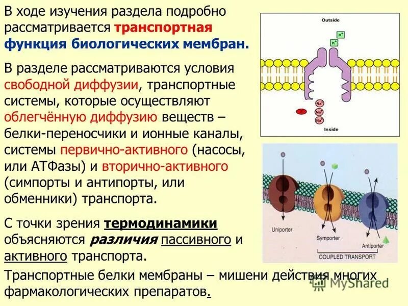Транспортные белки функции. Выполняют транспортную функцию. Транспортная функция белков примеры. Белок выполняющий транспортную функцию. 1 эндоплазматическая сеть функции.