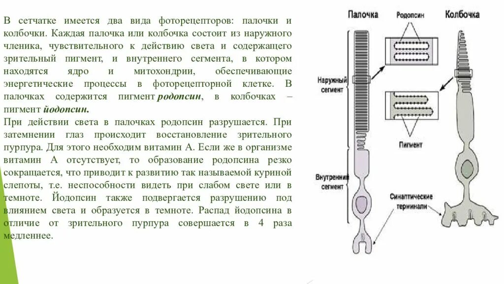 Колбочки глаза функции. Строение глаза колбочки и палочки. Палочки и колбочки сетчатки строение. Зрительный анализатор палочки и колбочки. Строение сетчатки фоторецепторы.