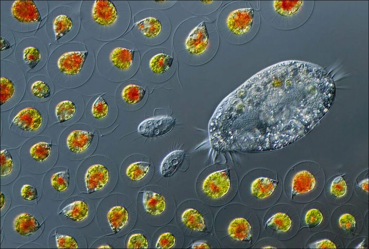 Простейшие бактерии. Малярийный плазмодий это инфузория. Cyclidium инфузория. Простейшиепод миксокопом. Одноклеточные под микроскопом.