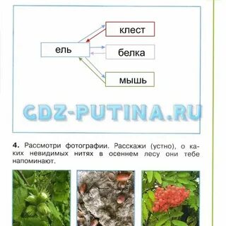 Невидимые схемы в осеннем лесу примеры