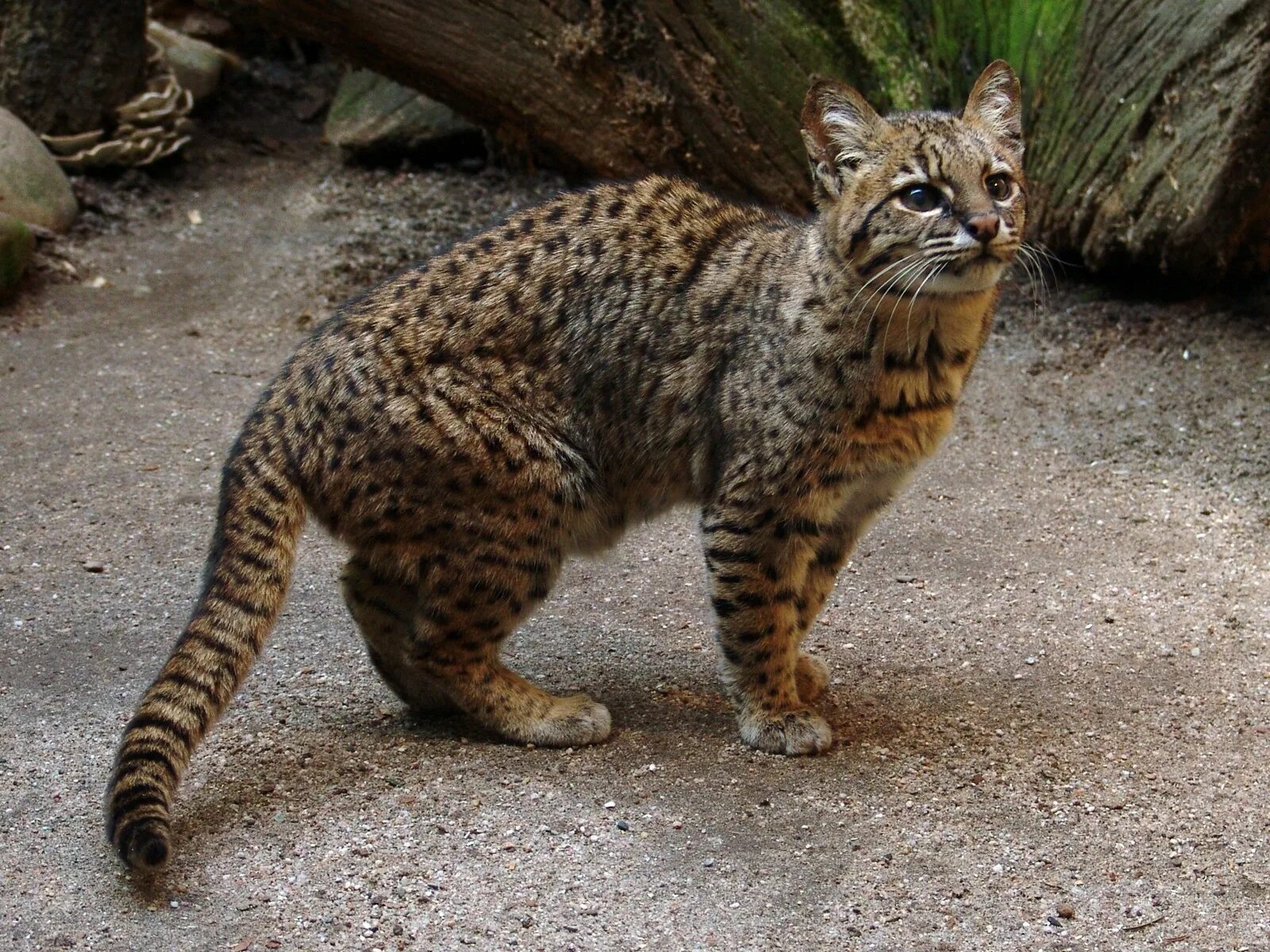 Дикие кошки котов. Кошка Жоффруа Южная Америка. Чилийская кошка кодкод. Чилийская кошка (кодкод) (leopardus guigna). Leopardus geoffroyi.