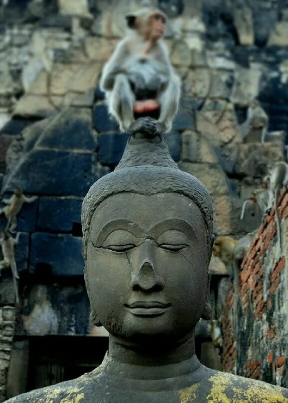 Будда обезьяна монки. Будда и животные. Кот Будда. Будда на природе. Животные будды
