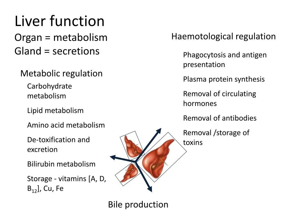 Liver function. Liver hormones. liver metabolism functions animation.