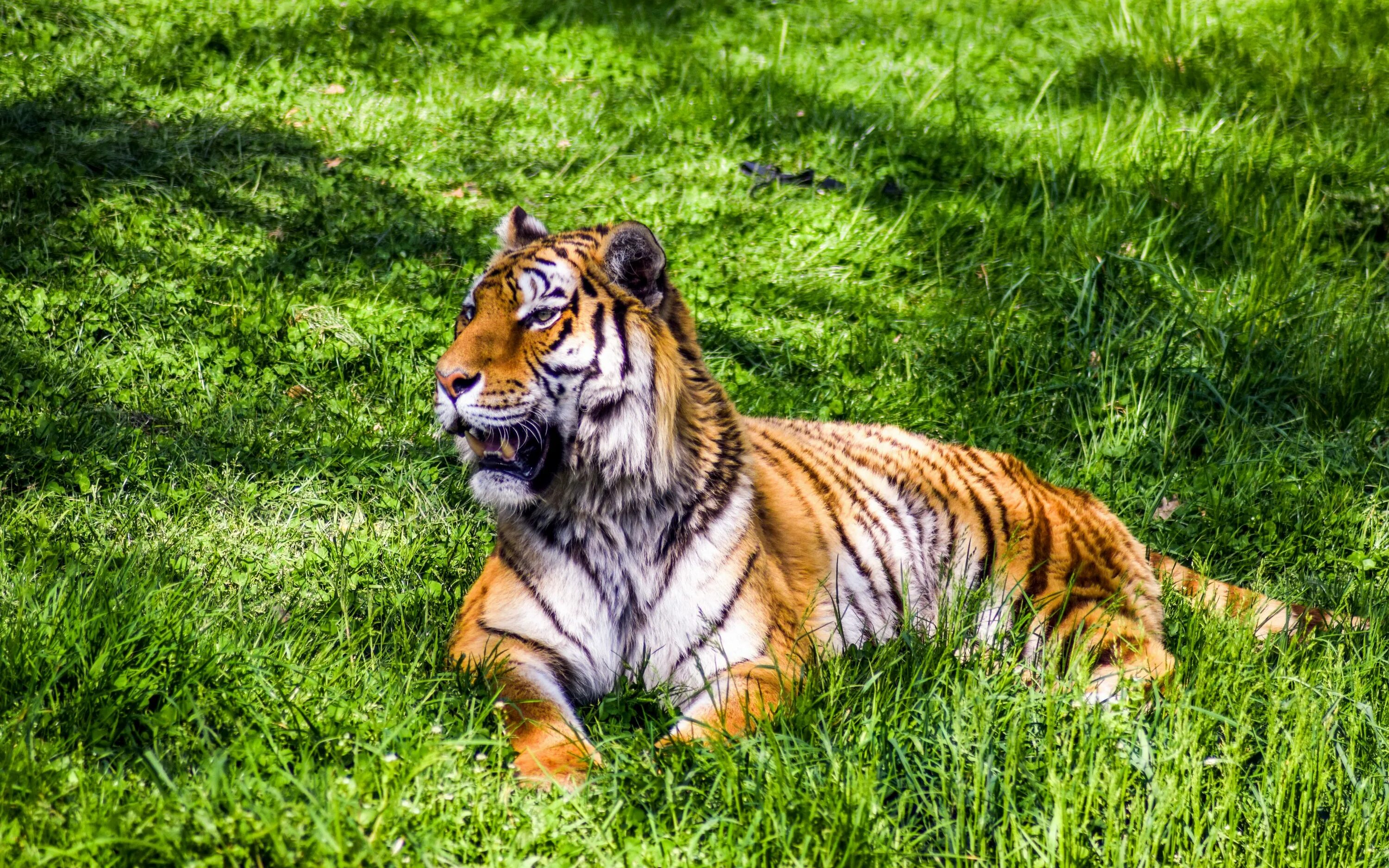 X in cat tiger