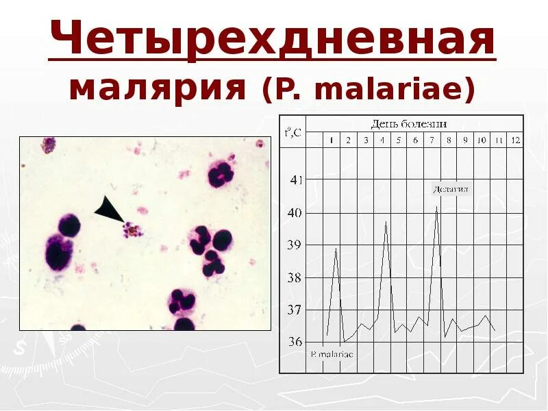 Тропическая малярия возбудитель. Механизм передачи малярии. Тропическая малярия возбудитель. Самая тяжелая форма малярии. Малярийный плазмодий (заболевание малярия).