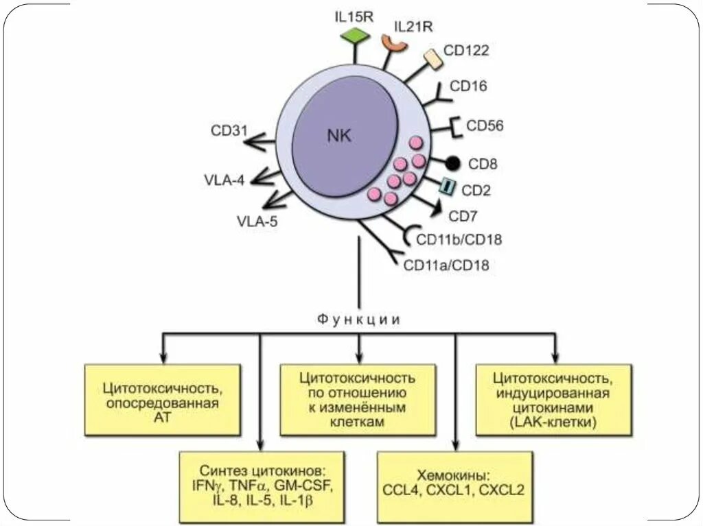 Сд лимфоциты. Рецепторы NK клеток. CD маркеры NK клеток. Естественные киллеры NK-клетки. Натуральные киллеры (NK-клетки).