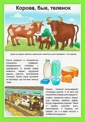 Откуда слово корова
