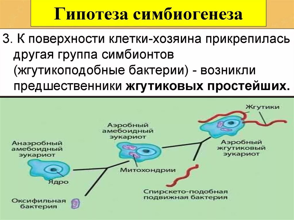 Эндосимбиоз хлоропласты. Гипотеза симбиотического происхождения. Гипотезы возникновения эукариотической клетки. Теории симбиогенеза эукариот. Появление эукариотических организмов