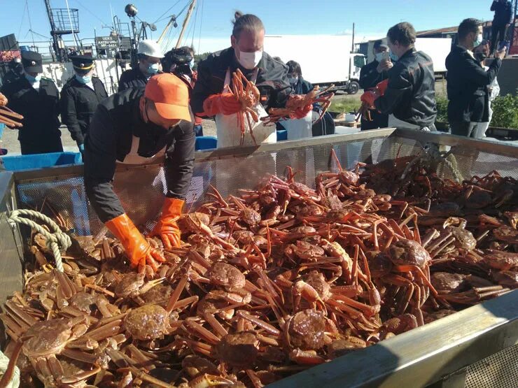 Краболов в Баренцевом море. Краболовное судно Баренцево море. Крабы в Мурманске. Крабы в Баренцевом море. Работа на крабе