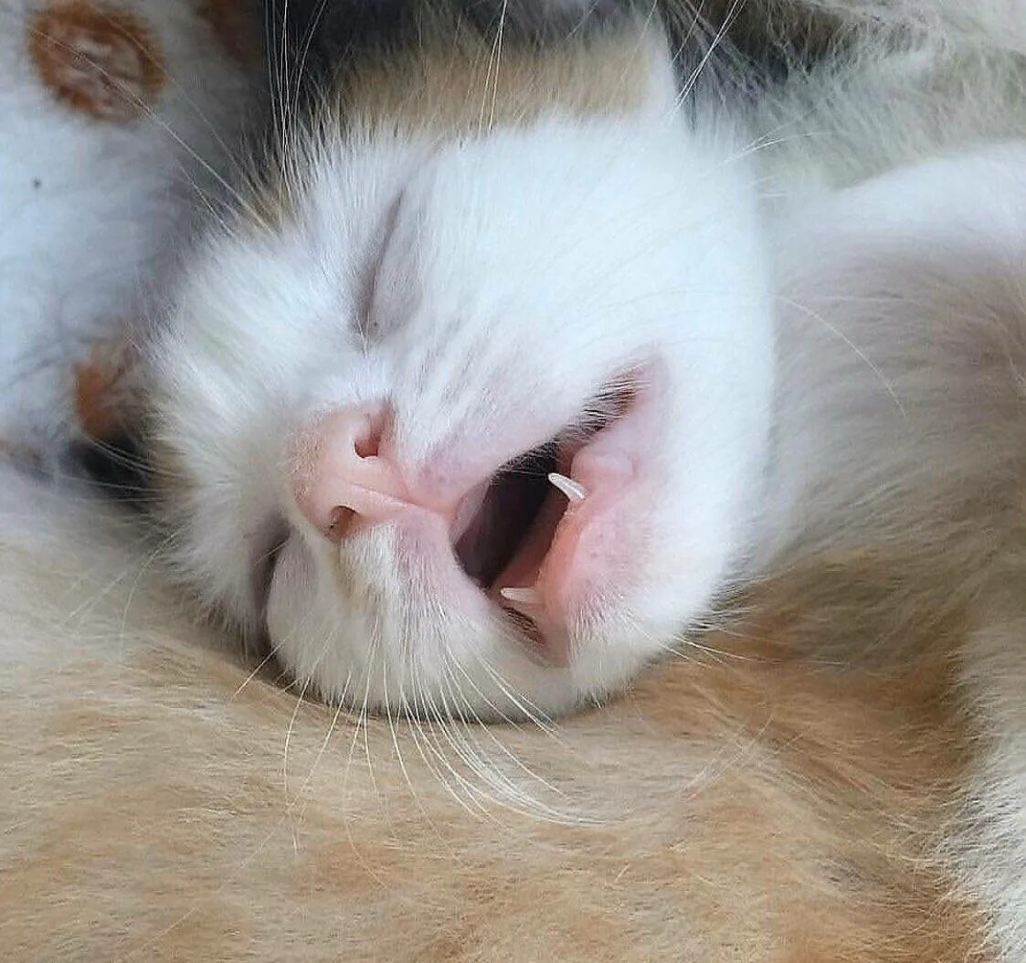 Почему кот сопит во сне. Кошачий нос. котенок храпит. сонный котенок. кот сопит.