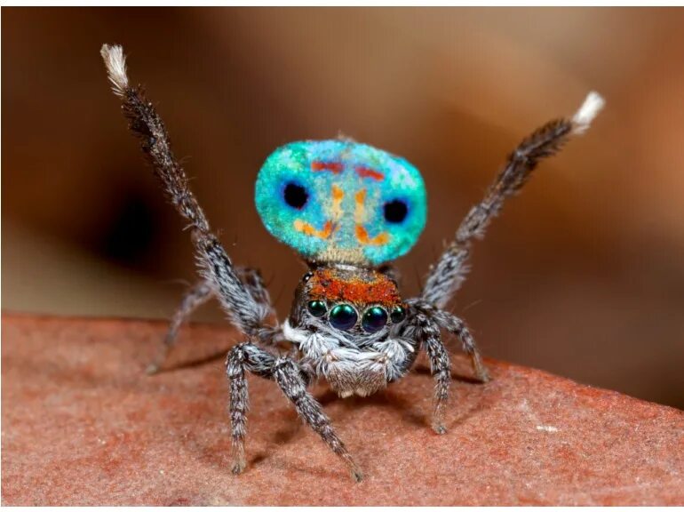 Паук хамелеон. Павлиний паук скакун. Паук-Павлин (Maratus volans). Maratus amabilis. Maratus volans самка.