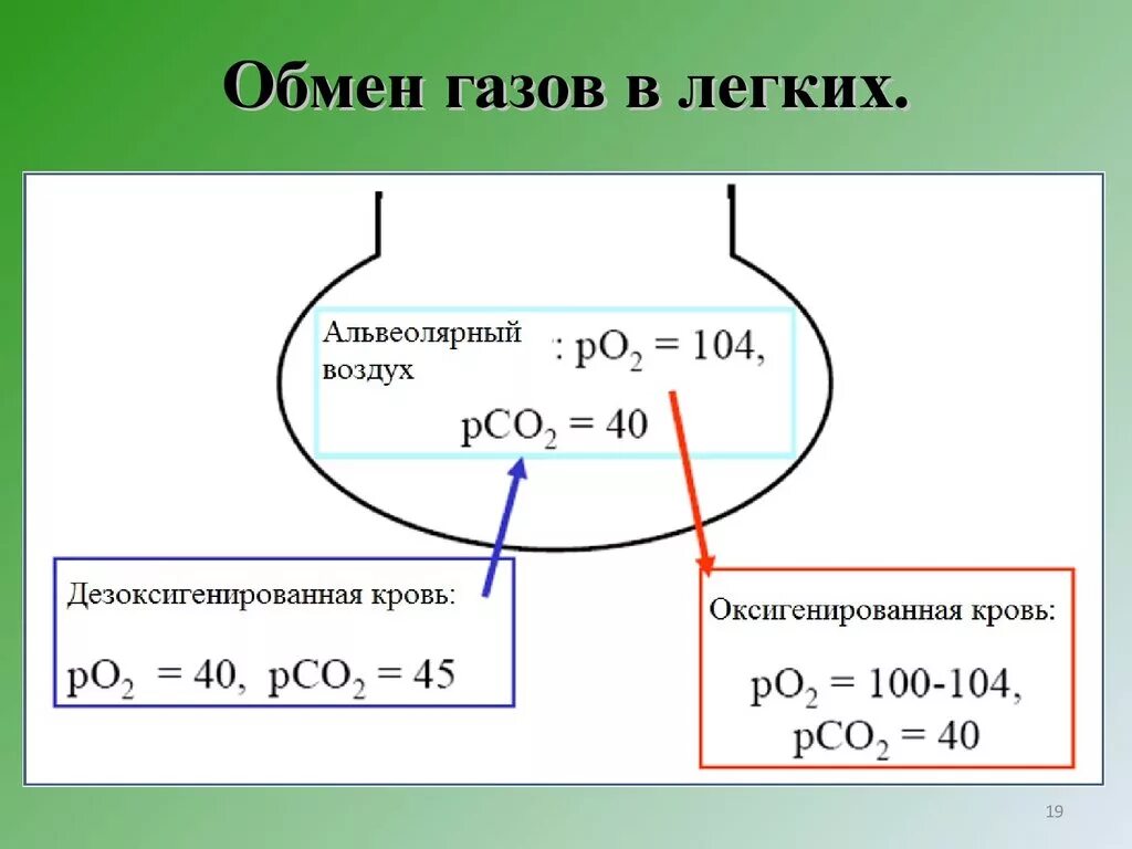 Обмен газов между альвеолярным воздухом и кровью. Обмен газов в легких. Обмен газов в тканях. Схема газообмена в легких. Схема газообмена в легких и тканях.