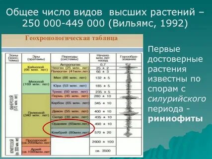 Общее число видов растений