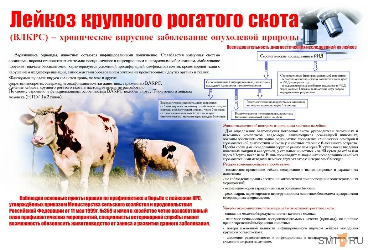 Болезнь коров бруцеллез что. Вирус лейкоза крупного рогатого скота. Памятка лейкоз крупного рогатого скота. Нодулярный дерматит крупного рогатого скота. Памятка по лейкозу КРС.