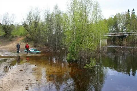 Хахалы нижегородской