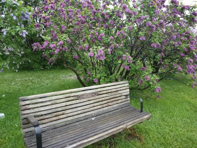 Ловеч парк кустов сирени. Сад скамейка акация сирень усадьба. Черемуха в миксбордере. Сирень и лавочка. Скамейки в ландшафтном дизайне.