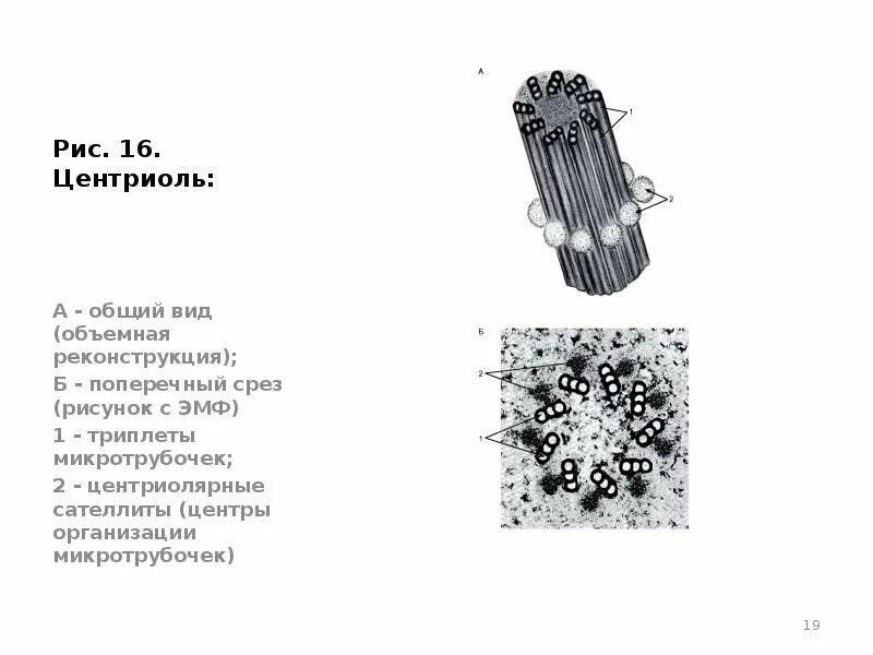 Строение клеточного центра 10 класс. Центриоли клеточного центра. клеточный центр и микротрубочки. строение центриоли срез. клеточный центр строение.