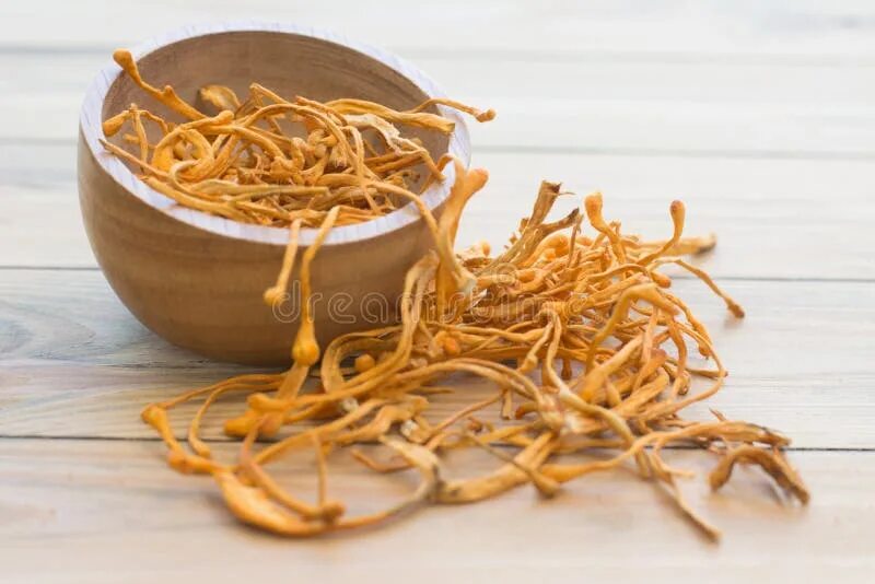 Кордицепс вырастить. Cordyceps militaris. кордицепс сушеный. кордицепс гриб. кордицепс ростки.