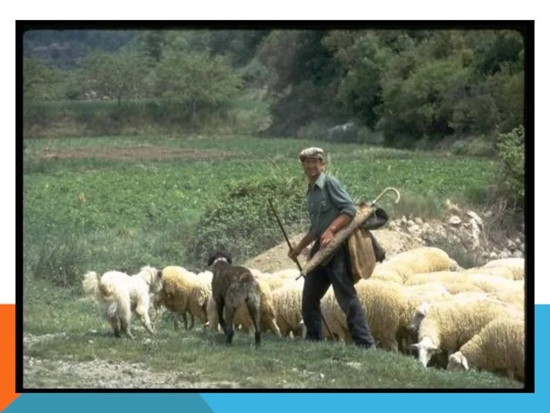 Пастух е. Овчар пастух. пастух с овцами. пастух чабан. пастух пасет.