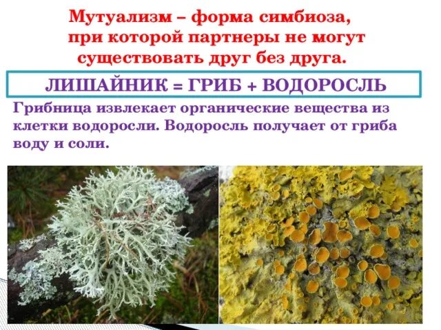 Мутуализм лишайники. Представляют ли собой лишайники симбиотический организм. Лишайники симбиотические организмы. Представляют ли собой лишайники симбиотический организм. Представляют ли собой лишайники симбиотический организм.