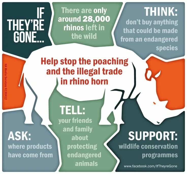 Release reduce adopt reusable endangered species. Плакат animal help. Endangered species infographics. How can we help endangered species проект.