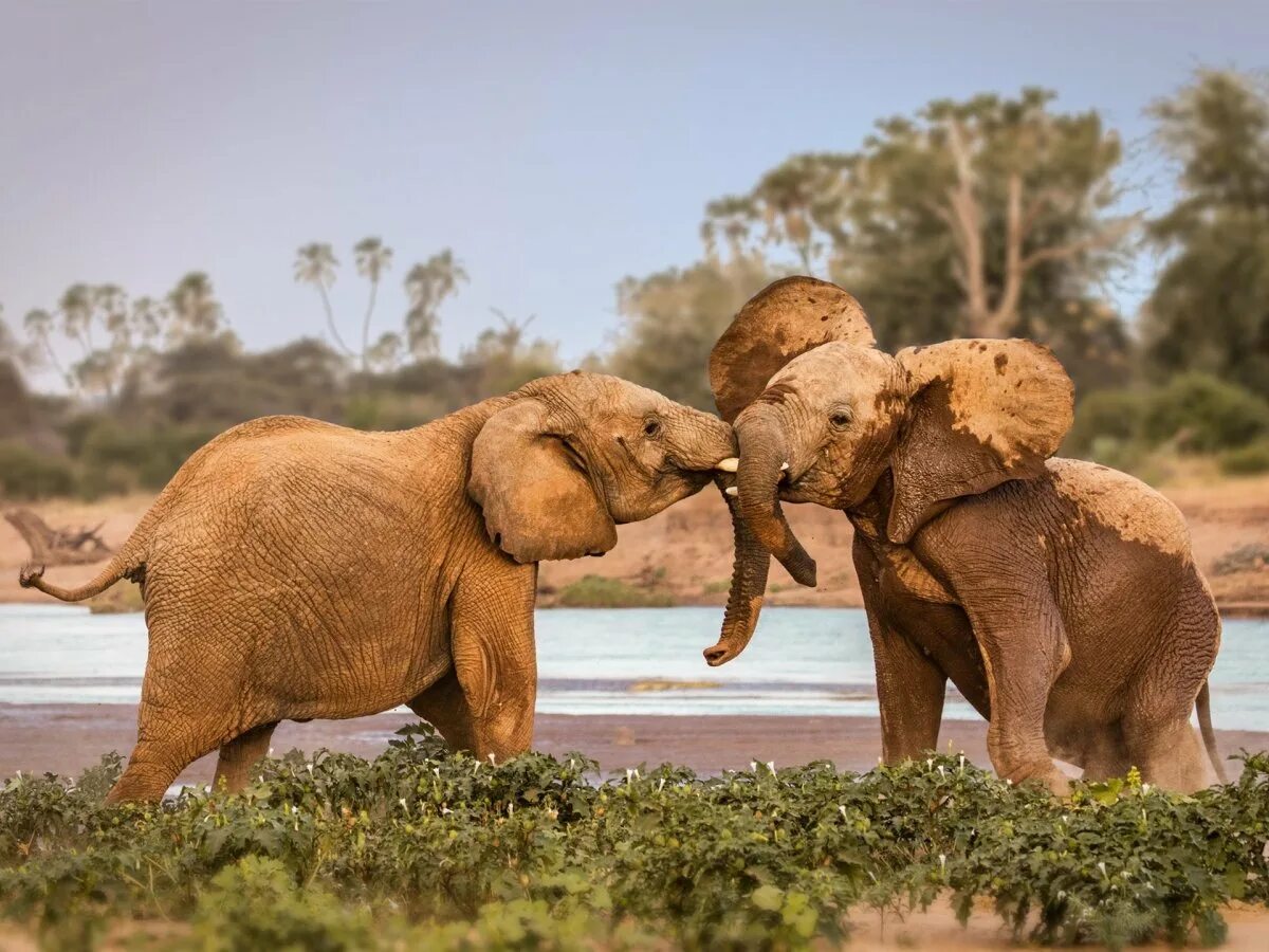 Слоненок. Слоны фото. Семья слонов. Красивые слоны. Sister elephant