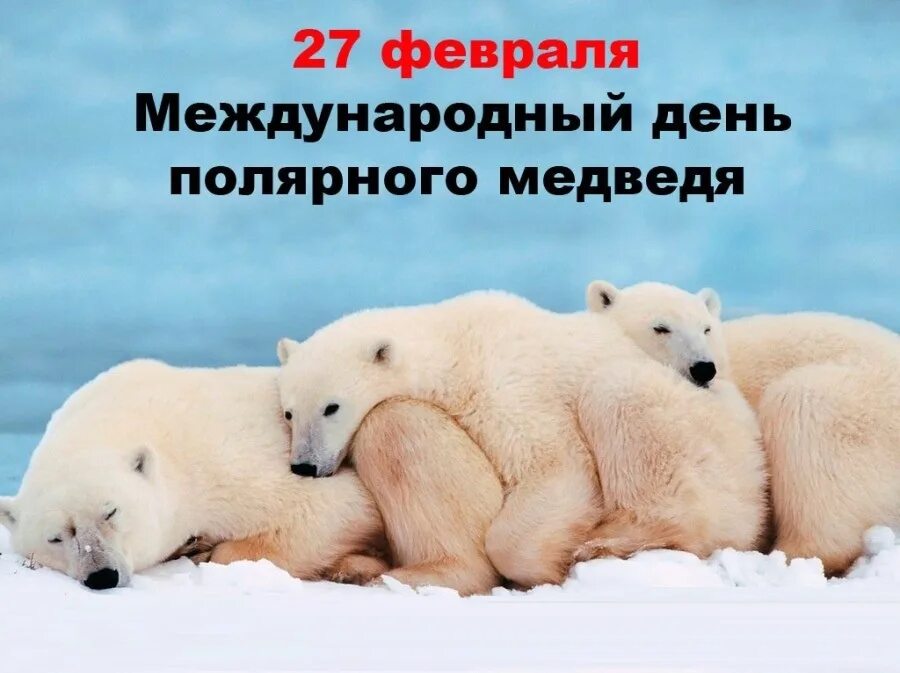 Международный день белого медведя 2024. Всемирный день белого медведя. Международный день белого медведя 2024. 27 февраля всемирный день полярного медведя. День белого полярного медведя 27 февраля.
