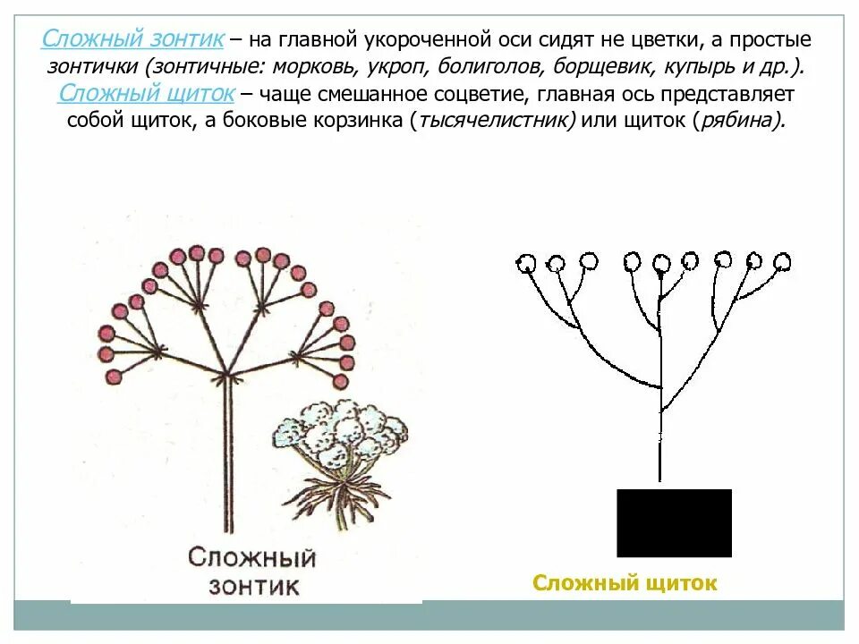 Сложный щиток. Соцветие сложный зонтик. Сложный зонтик и сложный щиток. Сложный щиток схема. У каких растений зонтик