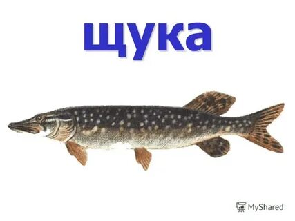 Слово щука мягкие твердые