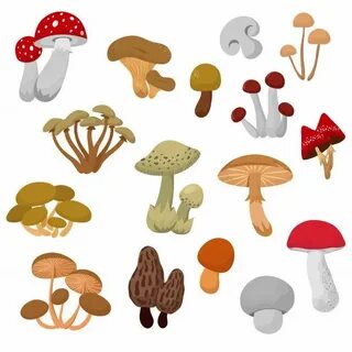Collecting mushrooms