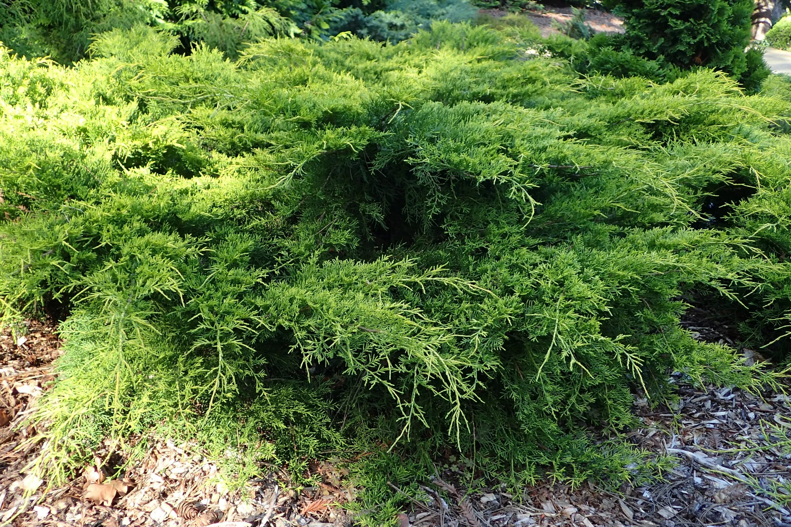Juniperus media