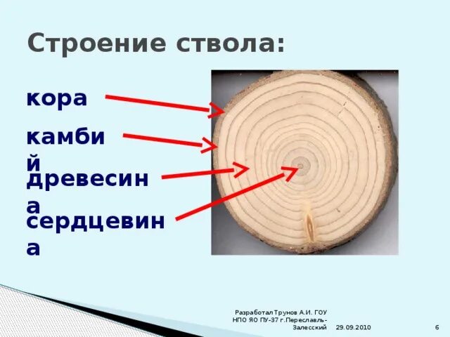 От каких условий зависит ширина годичных колец