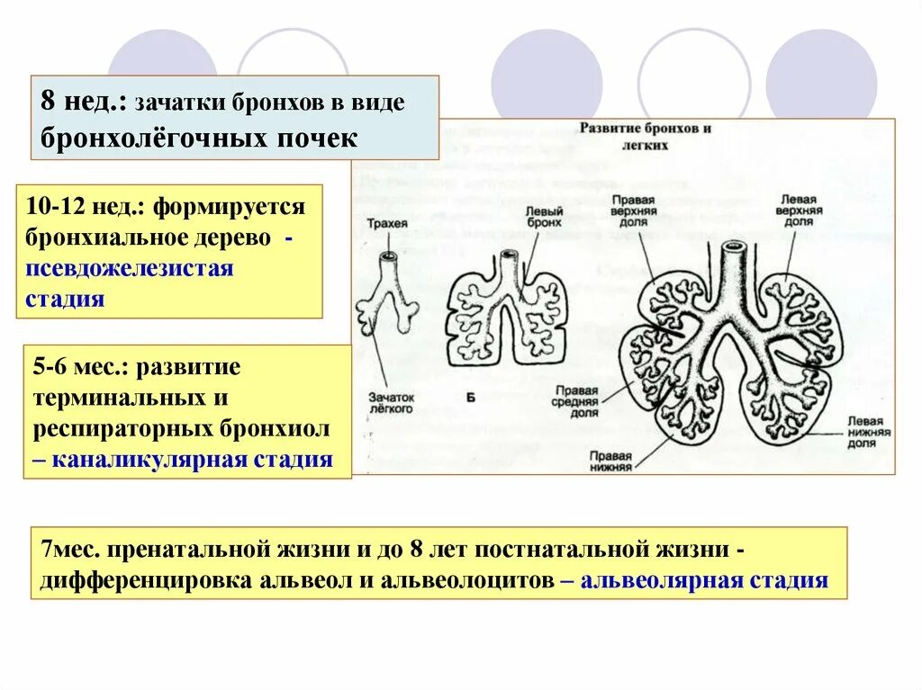 Стадии развития легких. Эмбриональные источники развития дыхательной системы. Стадии развития дыхательной системы. Стадии развития легкого. Стадии развития органов дыхания.