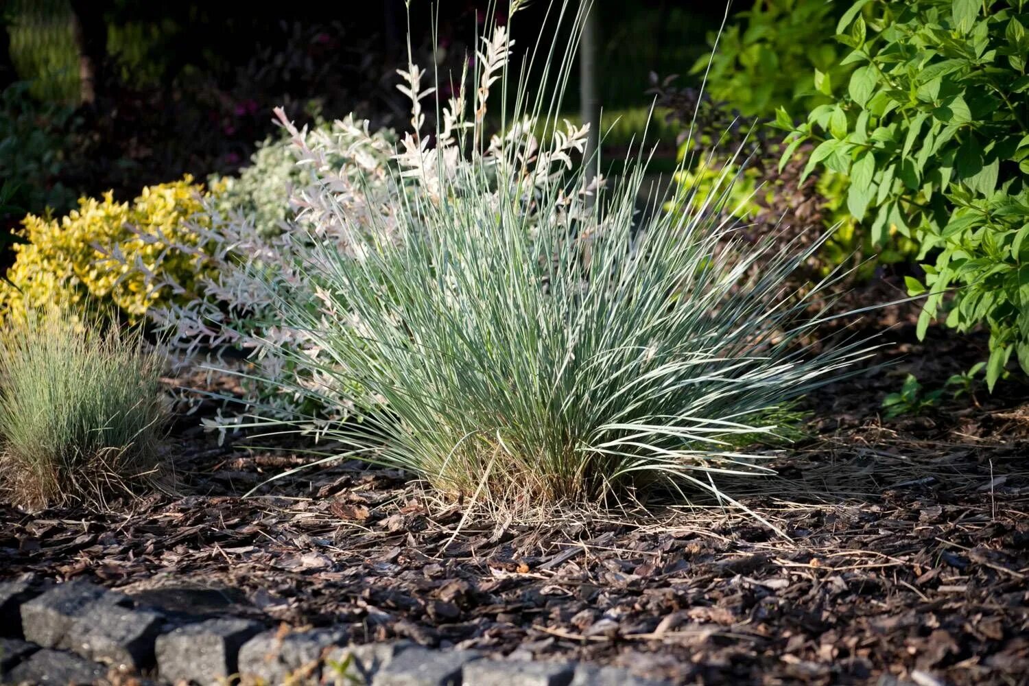 Без злаковый. Овсяница сизая. Овсяница сизая "Festuca". Овсяница фестука сизая. Овсяница Келерия.