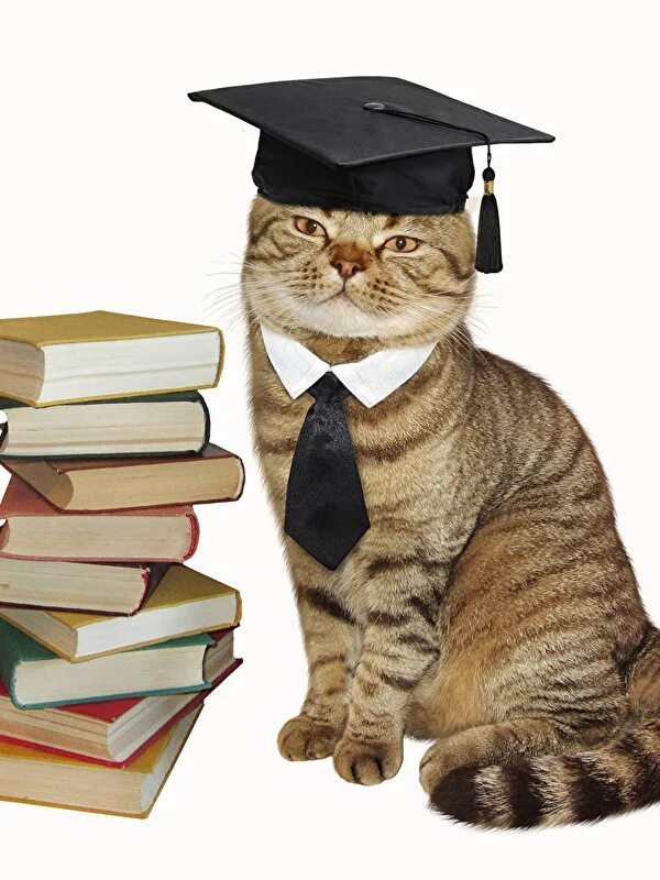 умный кот. умный кот. кот и принтер. умный кот видео. умный кот видео.