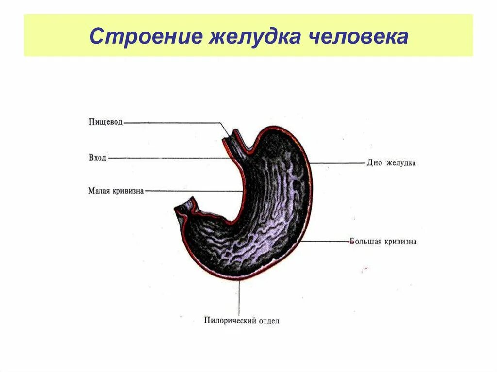 Изучите строение желудка. Строение желудка человека анатомия. Строение человеческого желудка. Желудок человека строение рисунок. Строение желудка биология