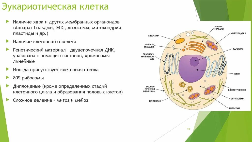 Компонент эукариотической клетки строение и функции. Функции основных органелл эукариотической клетки. Общая характеристика строения эукариотической клетки. Общий принцип строения эукариотической клетки. Организации эукариотической клетки