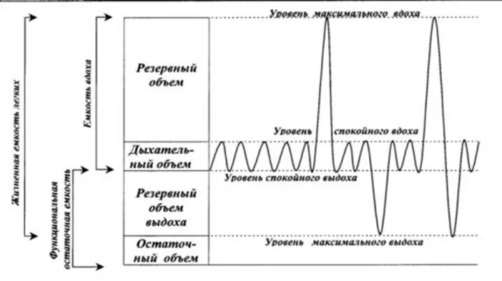 Спирограмма дыхания. Спирограмма показатели внешнего дыхания. спирограмма объемы легочные объемы. на спирограмме обозначьте основные легочные объемы. дыхательный объем на спирограмме.