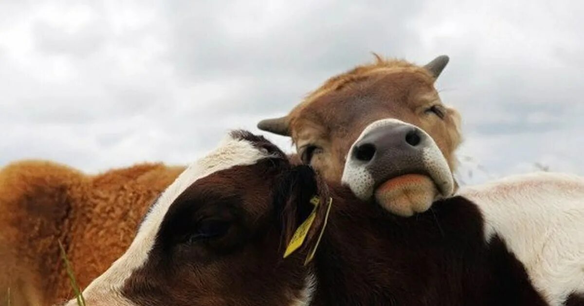 Кот коровка. Коровы любовь. Добрая корова. Две милые коровы.