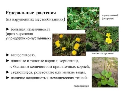 Трава особенности