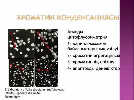 Конденсация хроматина