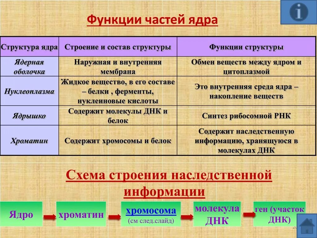 Особенности и функции оболочки. Особенности строения ядерной оболочки. Ядерная оболочка особенности строения и функции. Ядерная оболочка строение и функции таблица 10 класс. Структура ядра ядро оболочка таблица.