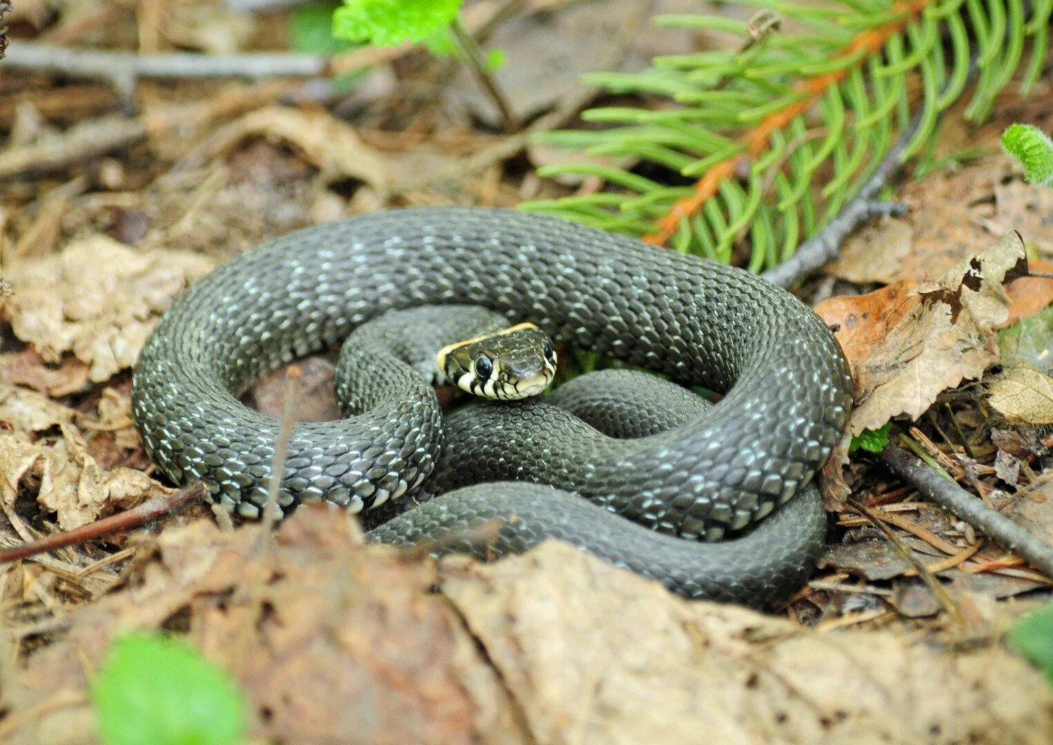 Змея уж обыкновенный. Серый уж. Обыкновенный уж меланист. Серый уж. Обыкновенный уж меланист.