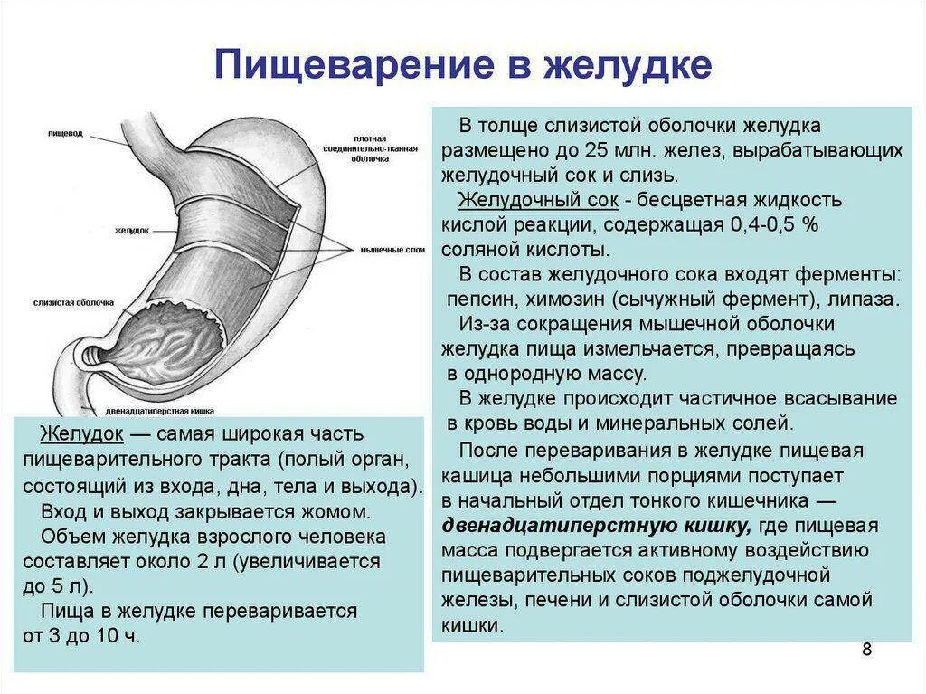 Где начинает перевариваться. Процесс пищеварения в желудке. Пищеварение в желудке желудочный сок. Пищеварение в желудкепроуес.