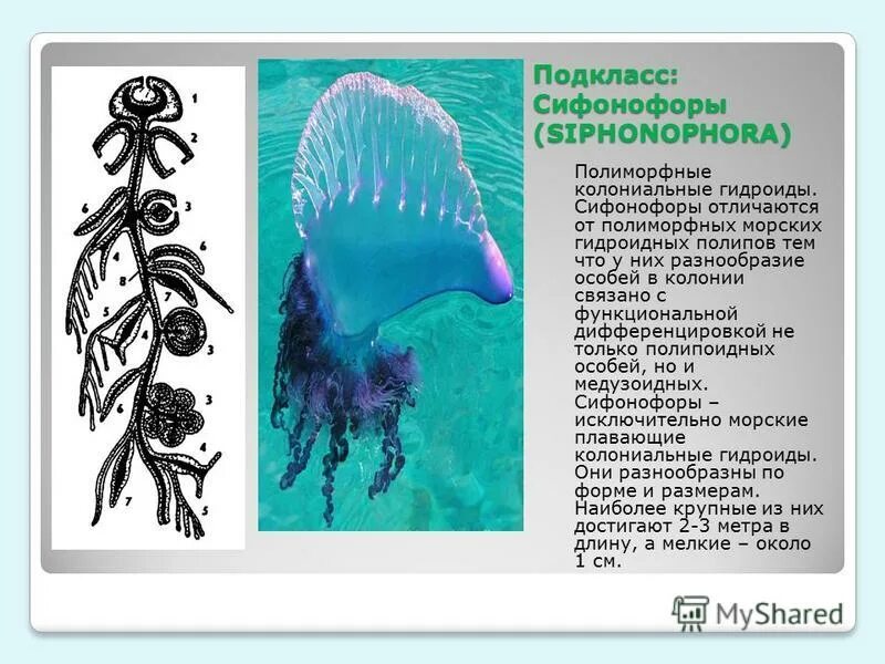 португальский военный кораблик – физалия. медуза физалия (португальский кораблик). что такое сифонофоры. сифонофора португальский кораблик. что такое сифонофоры.