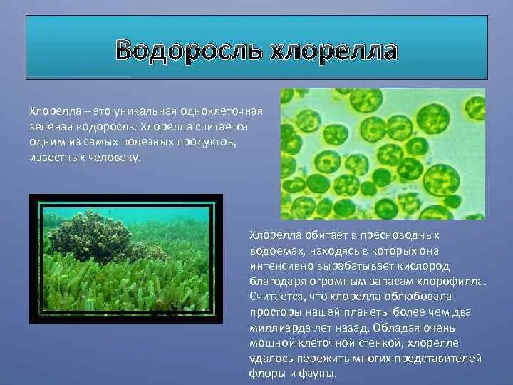 Хлорелла эксперимент. Хлорелла водоросль. клеточная стенка хлореллы. одноклеточная водоросль хлорелла. одноклеточные зеленые водоросли.