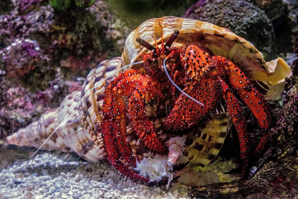 Ракообразные в море