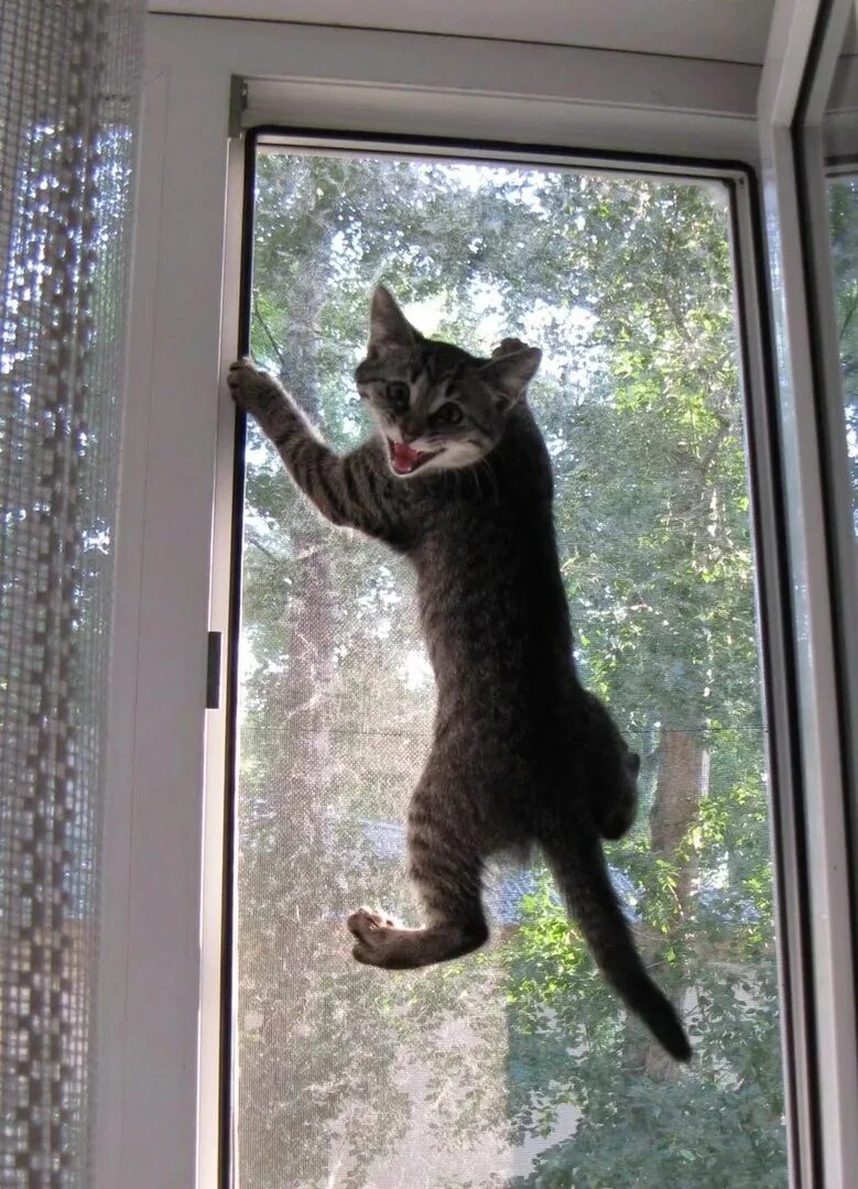 Решетка антикошка. Бфк антикошка. Решетка антикошка на пластиковые окна. Москитные сетки антикошка. Оконная сетка антикошка.