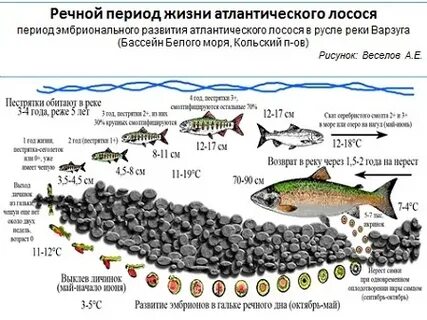 Периоды рек